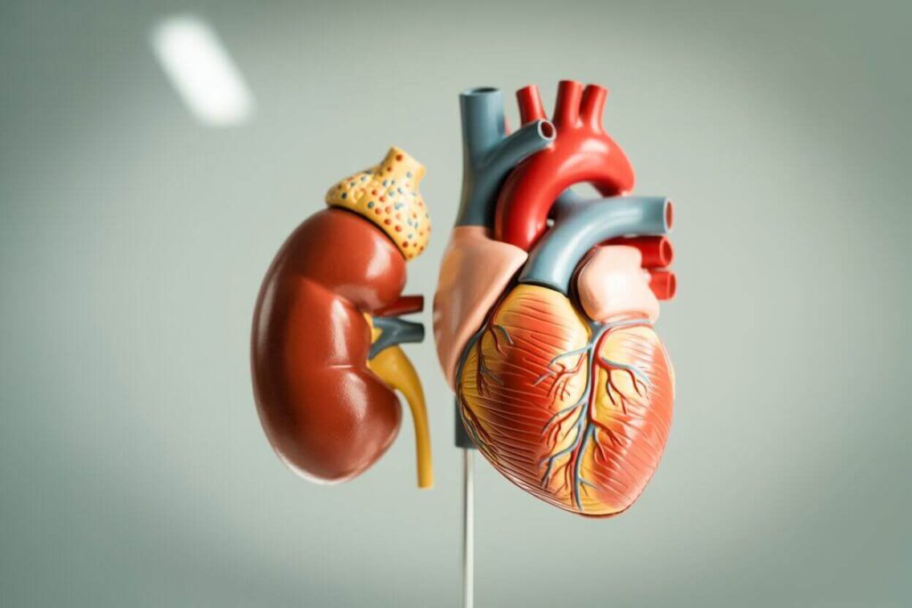 Anatomical model showing kidneys and heart